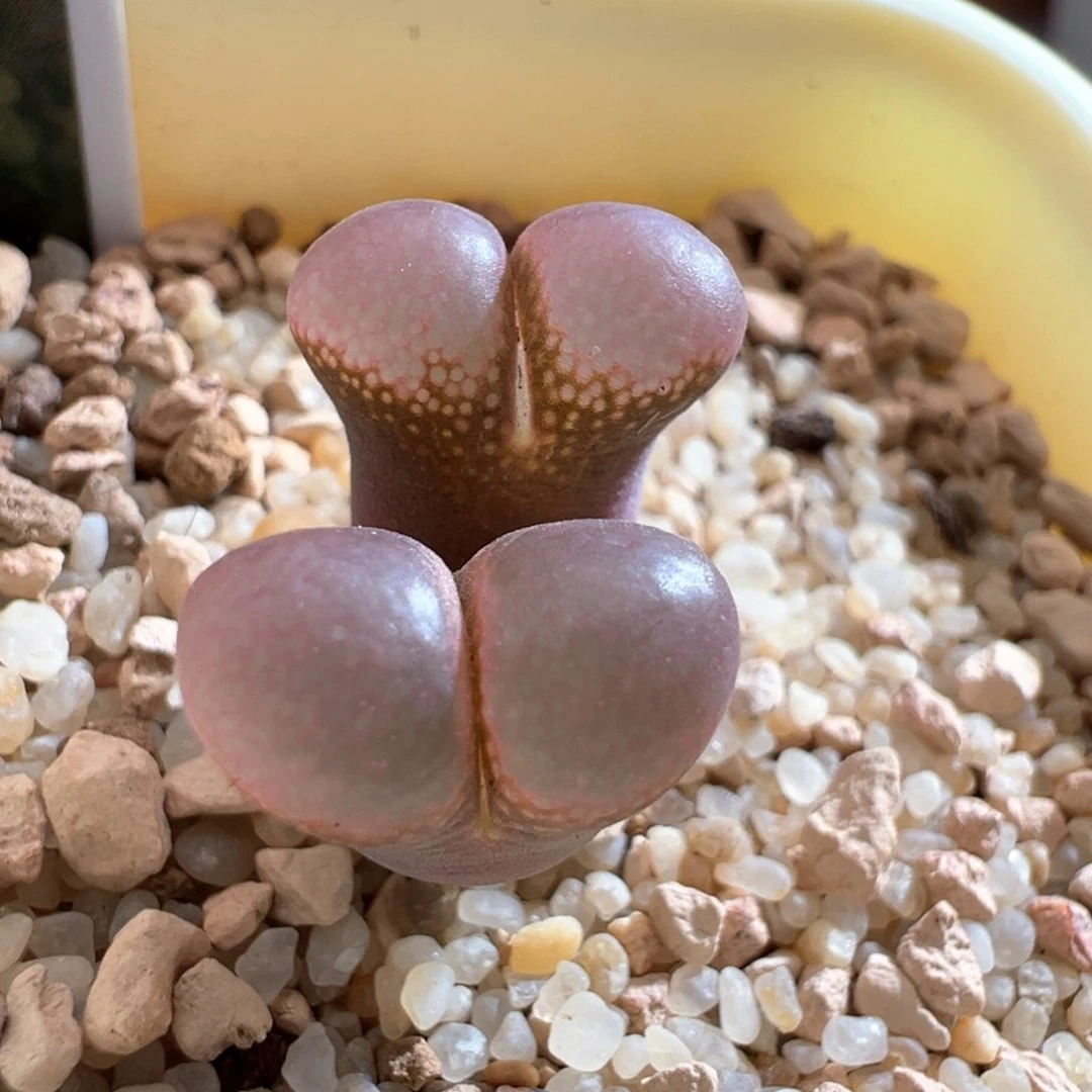 157。优选大眼泡泡风铃