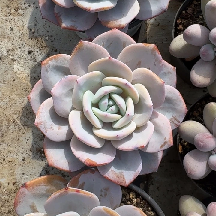 奶茶 单头 一物一拍