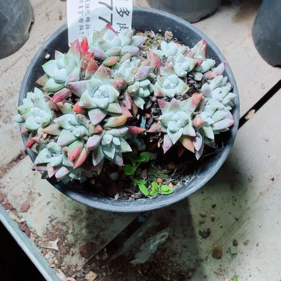 2773白菊仙女杯多肉