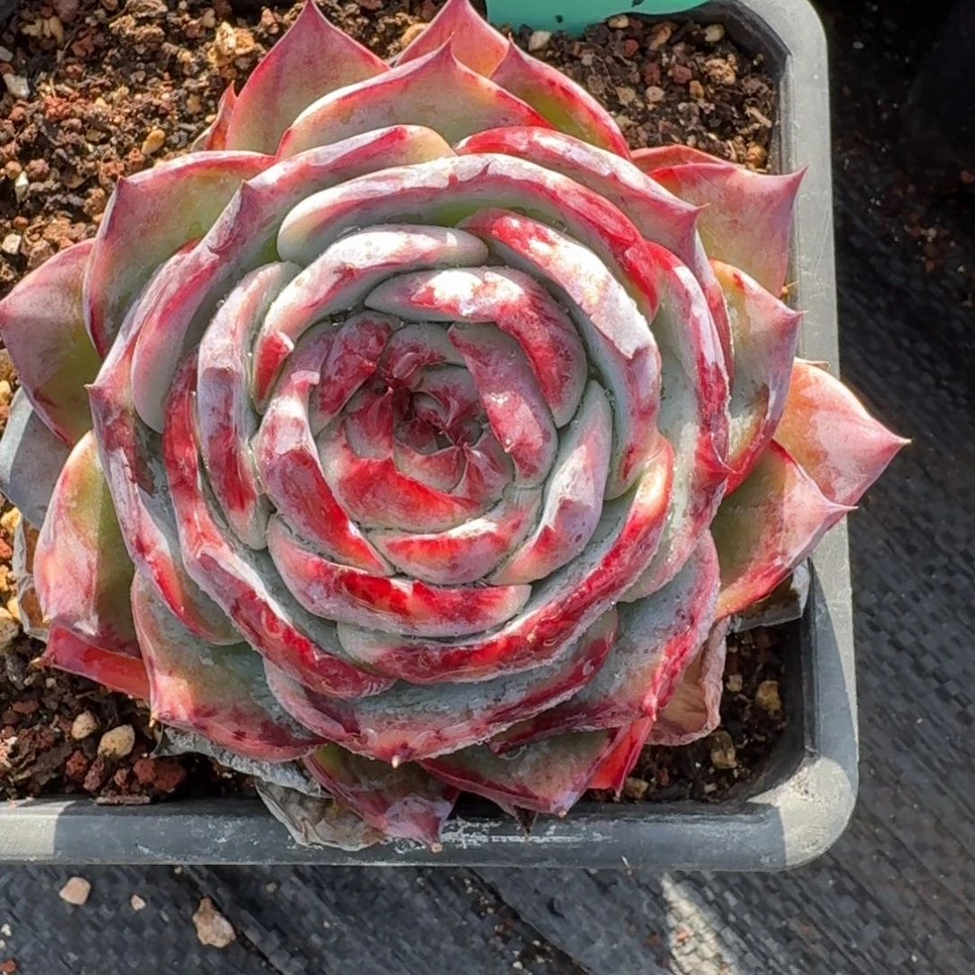 从前慢多肉精选编号0103.61