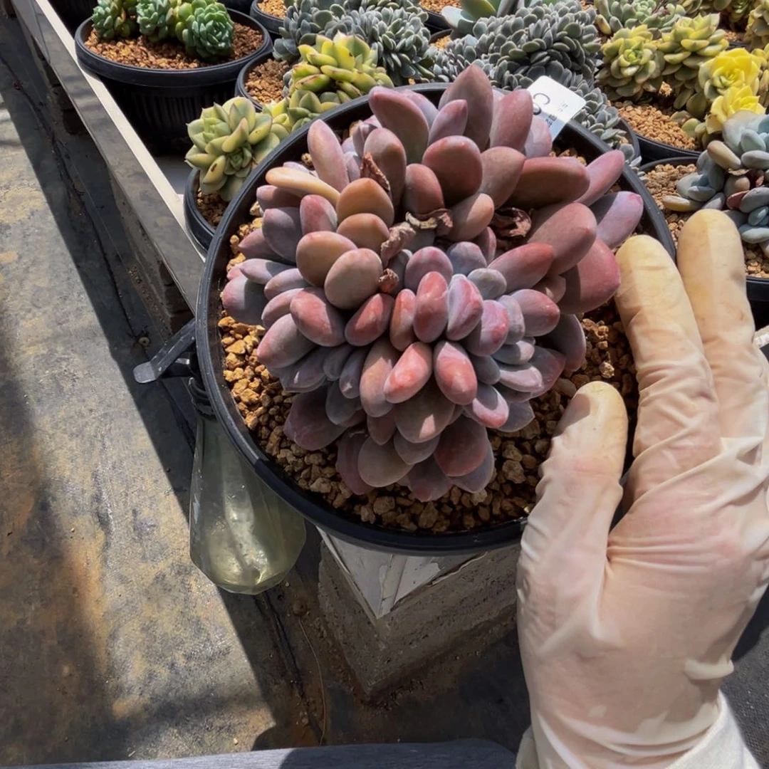 c1粉兔缀化呀呀呀