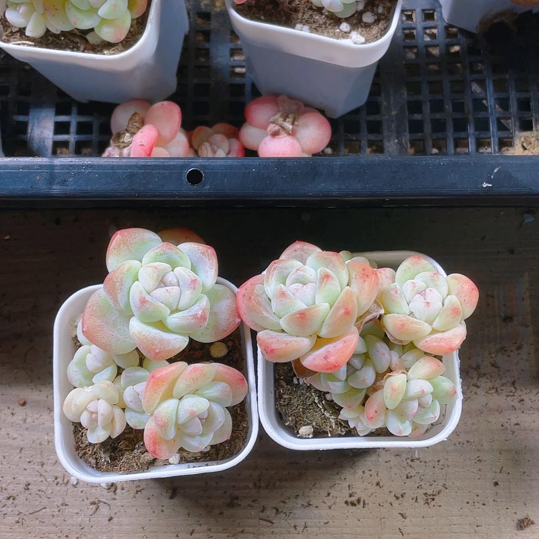 五头杆子冰玉不包整盆一个满25包邮