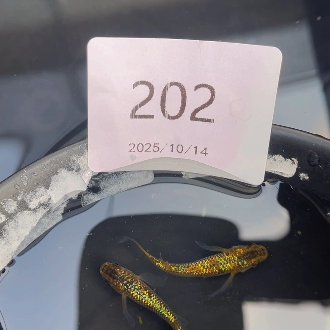 青鳉鱼202松井秘密武器一对