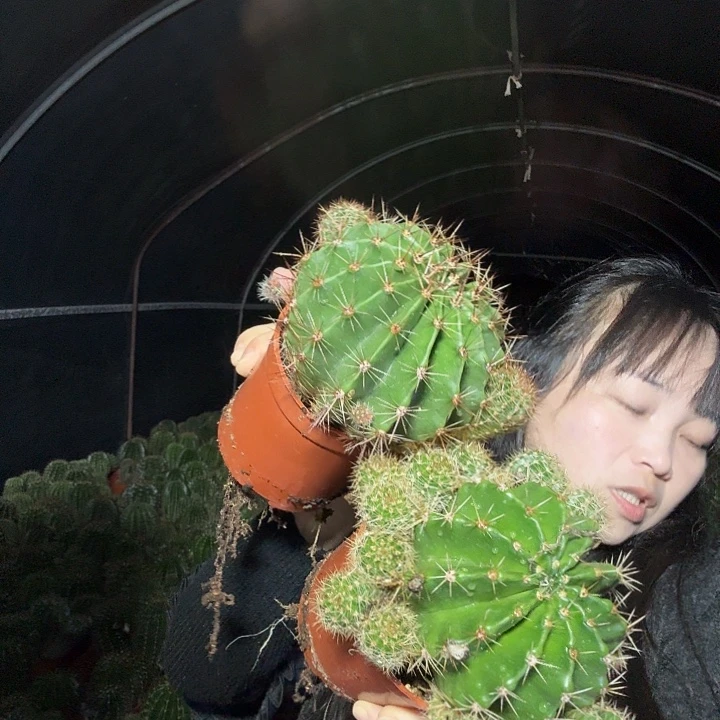 梁***梁大量花朵（建议范围：8朵-15朵 或40%以上）彩草