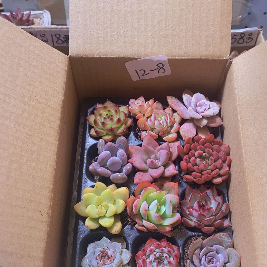 【闪购商品】12颗-8号约3-5厘米