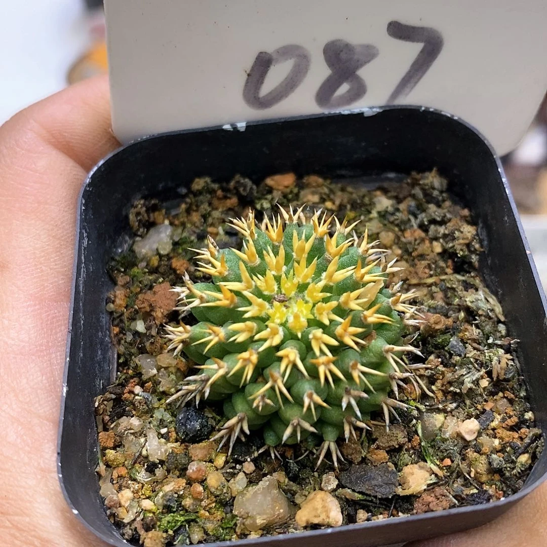 开播福利特价来了福利