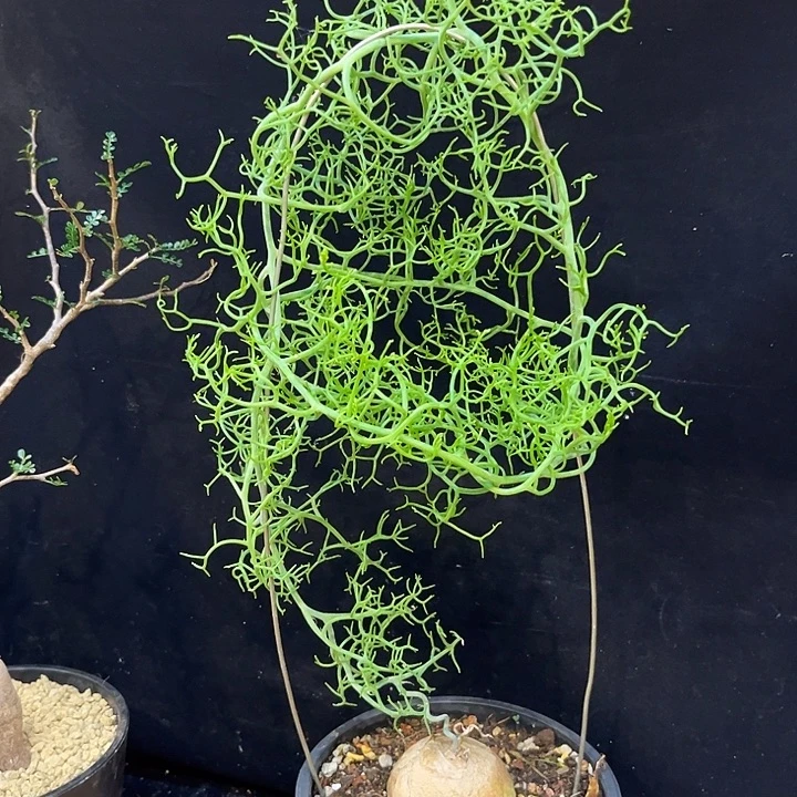 汤圆植物鹿角好看哦