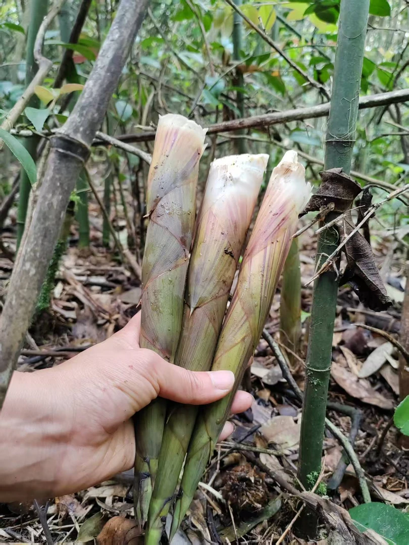贵州高山野生小竹笋、水竹笋