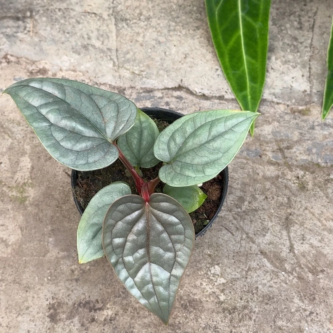 平***路完全开放H92籽播奢华