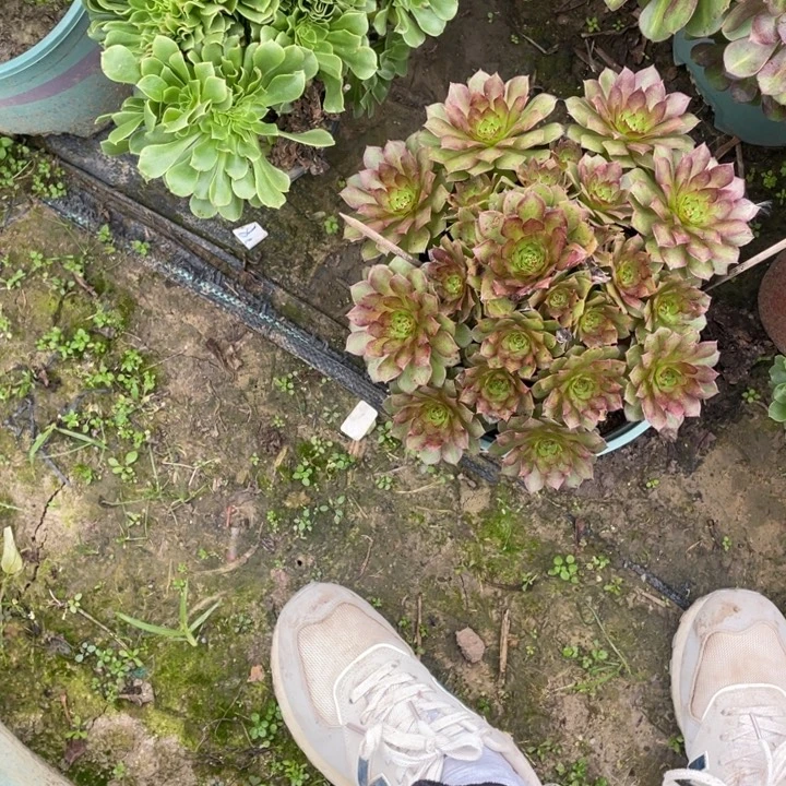 40红魔多肉植物多肉的