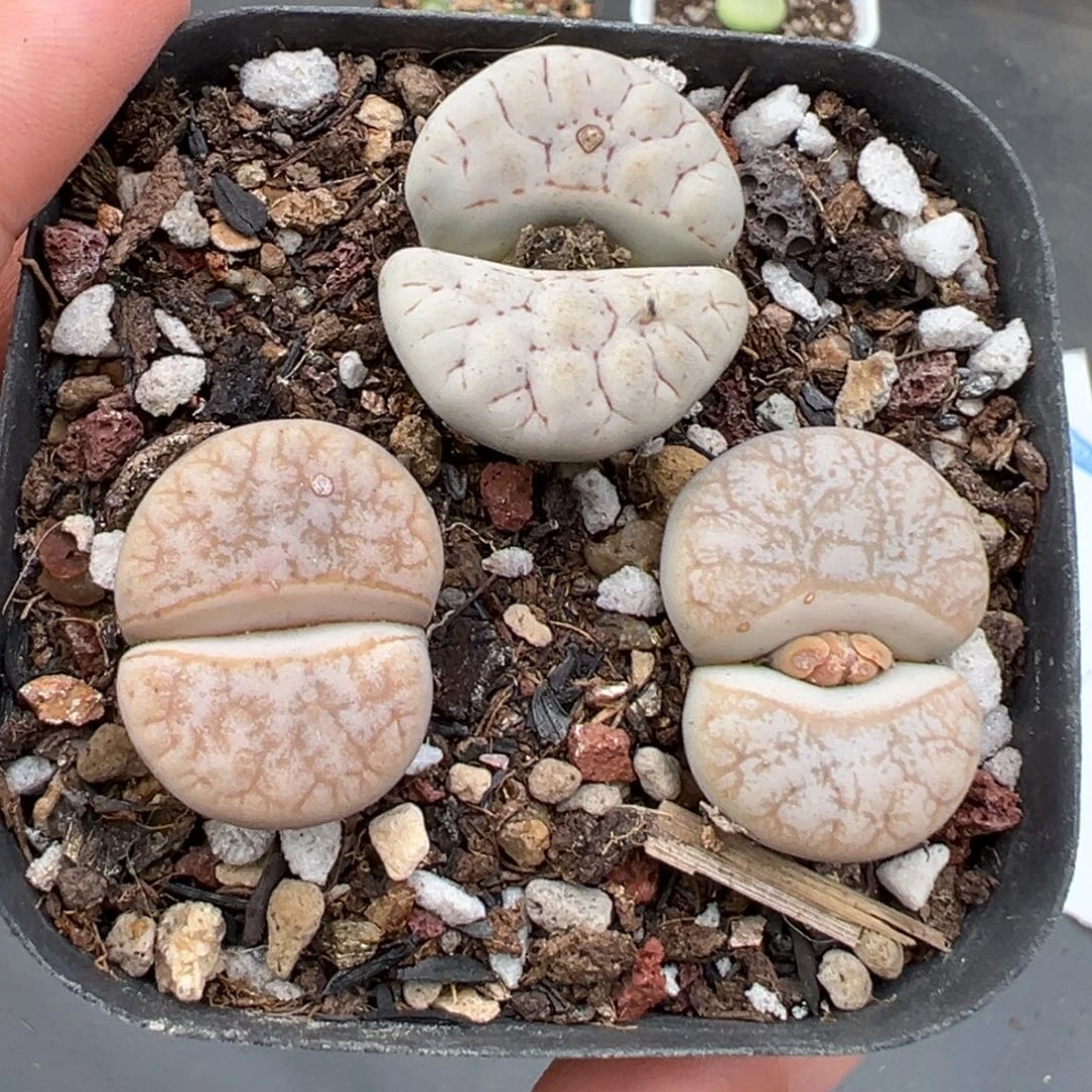 10.4好看的多肉脱土发货893