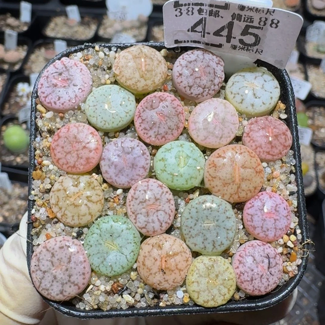 Zzzzz精品生石花445