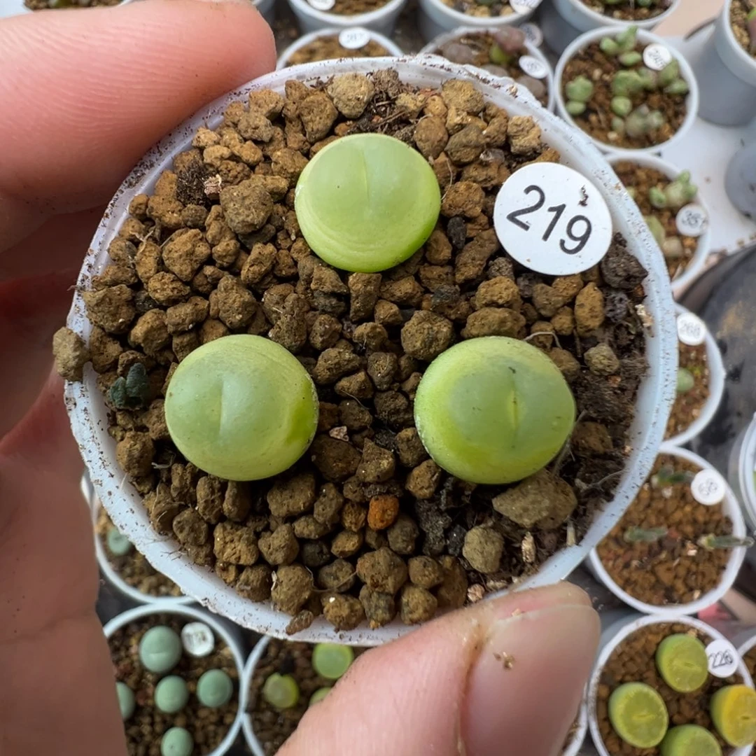 拉登一颗脱土2190000