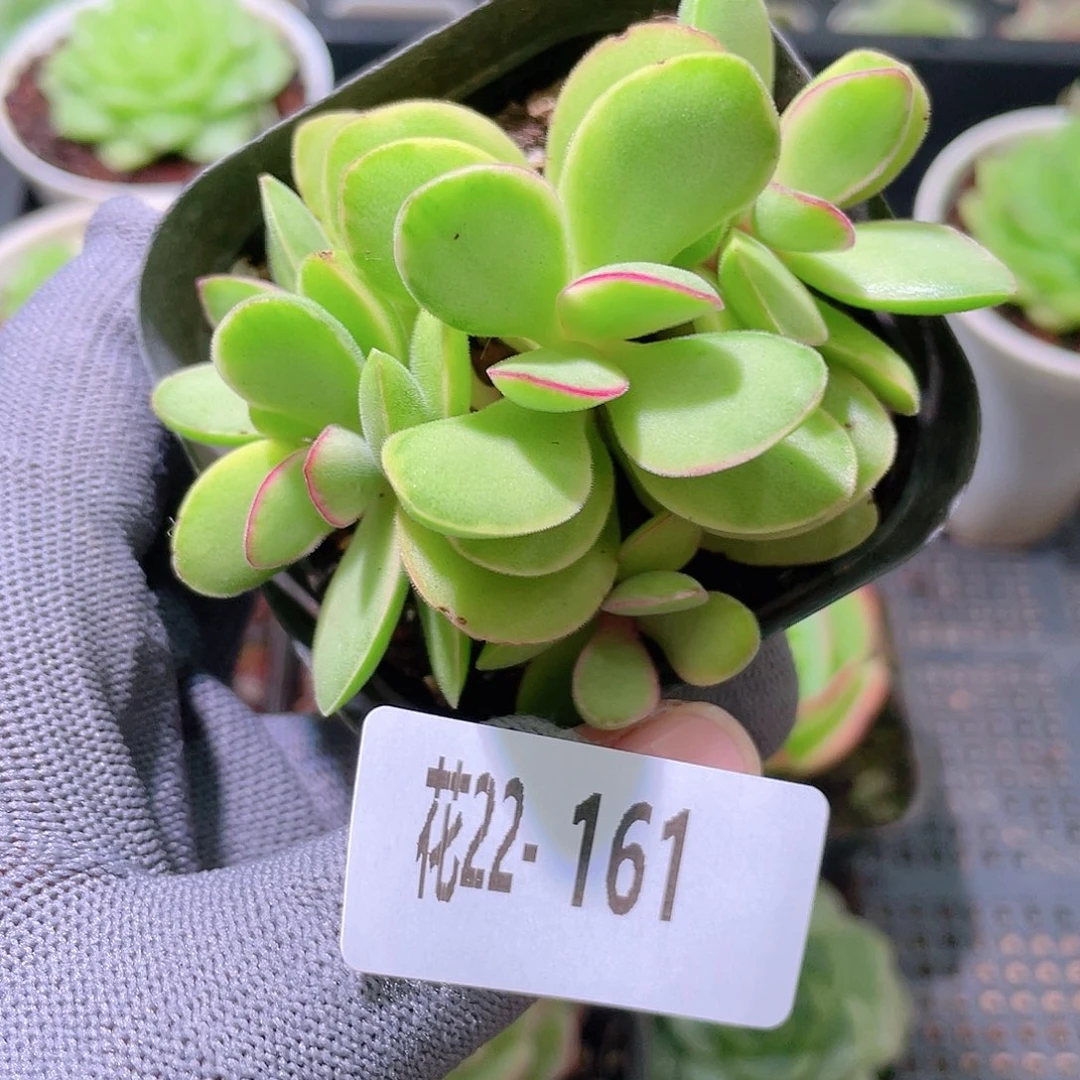 花利美22-161糖果锦