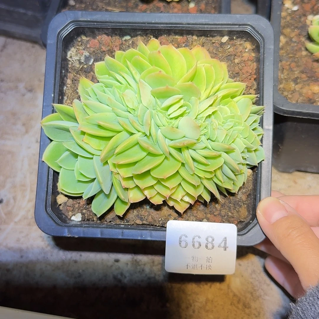 允***泽6684号星娜塔缀化多肉