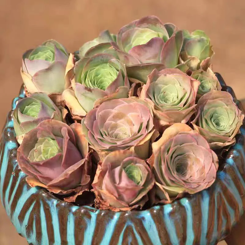 凑满15包邮-盖瑞玫瑰多肉植物带土球以直播间展示为准