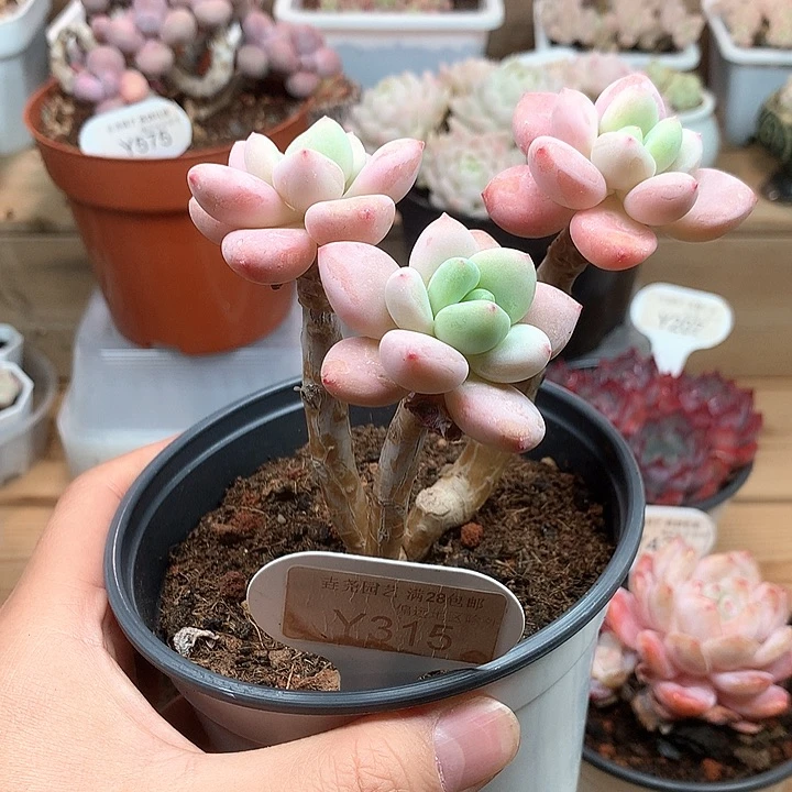 0315洛神有砍特价10.5厘米