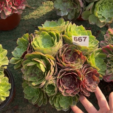 667花月夜朵朵多肉，