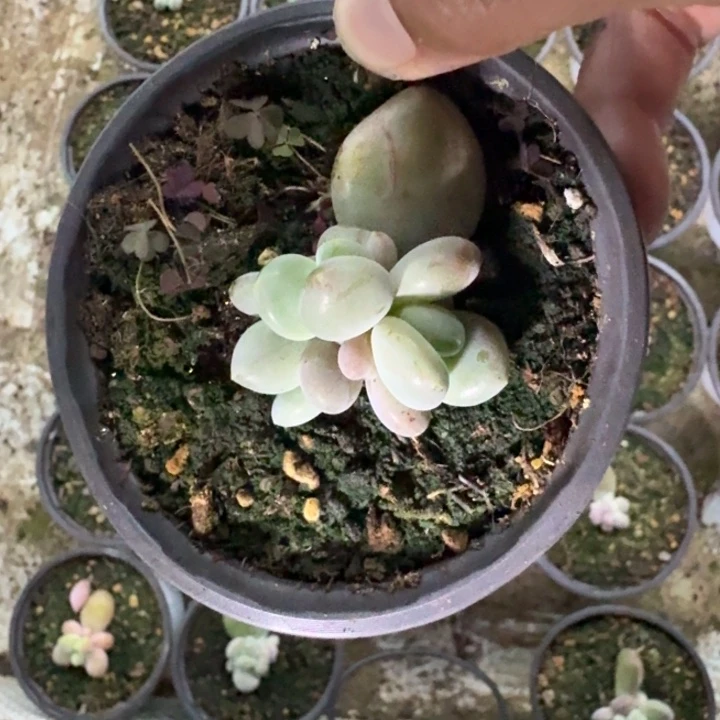 奶龙 叶插  一物一拍