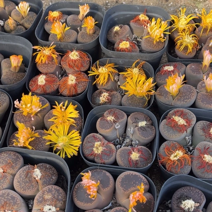 四头日轮8888888888