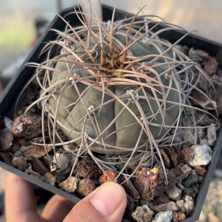 会***子918实生天平好养皮实