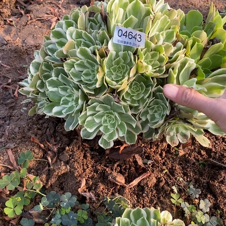 04643女妖多肉植物大气