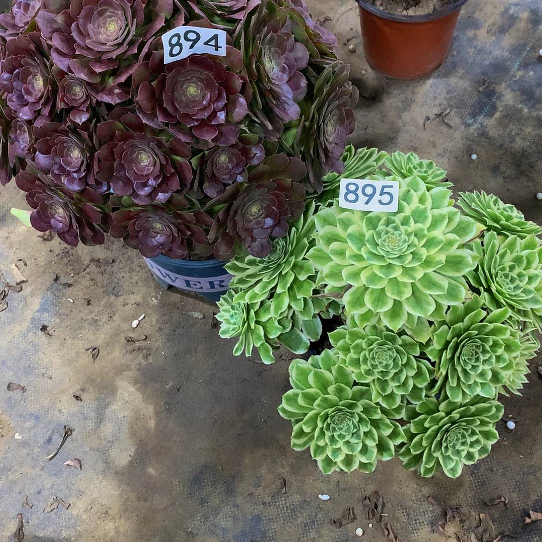 打****觉多肉894.895.000000