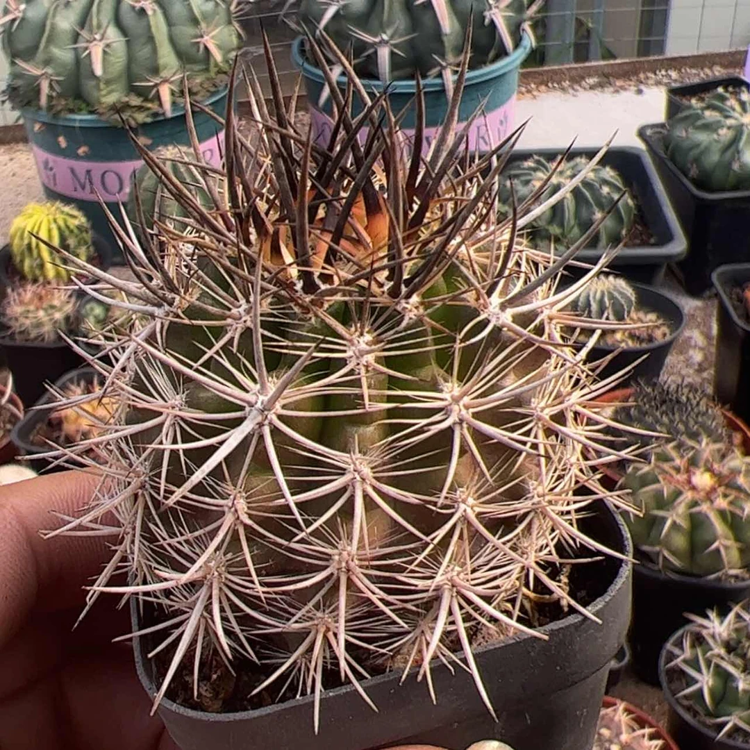 【闪购商品】实生仙人球