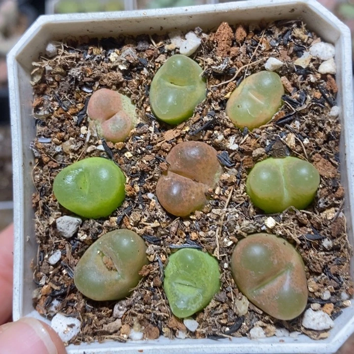 优选漂亮彩毛特价