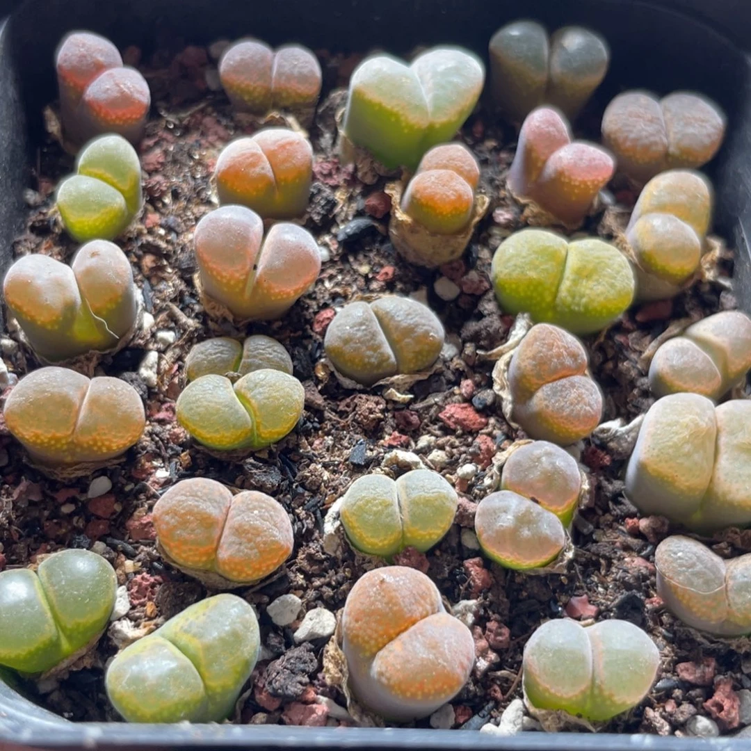 今晚大盆特价更新～30
