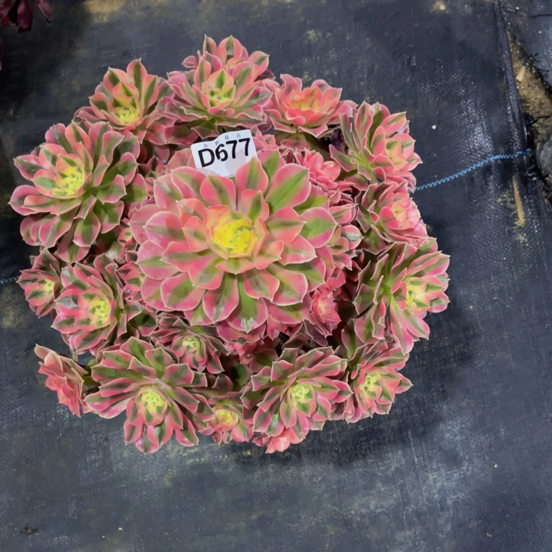 67700粉女巫福利一颗