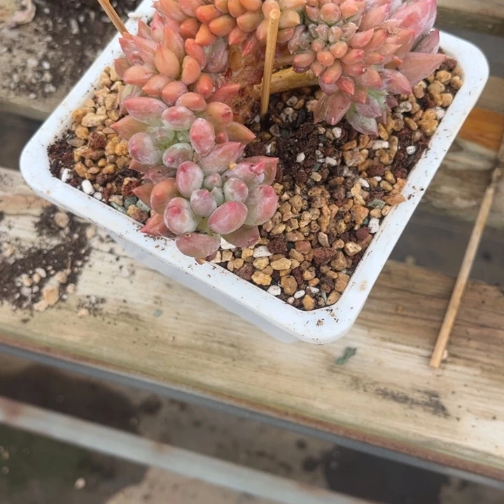 龙***利886 88687786577885888