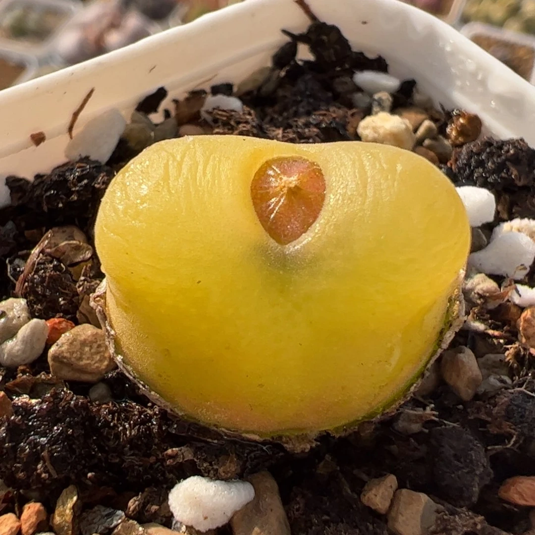 512多肉植物组合