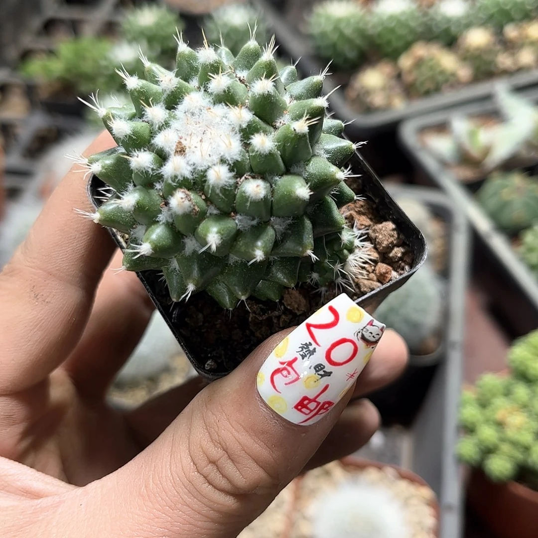 雪糕单头发货有根发货