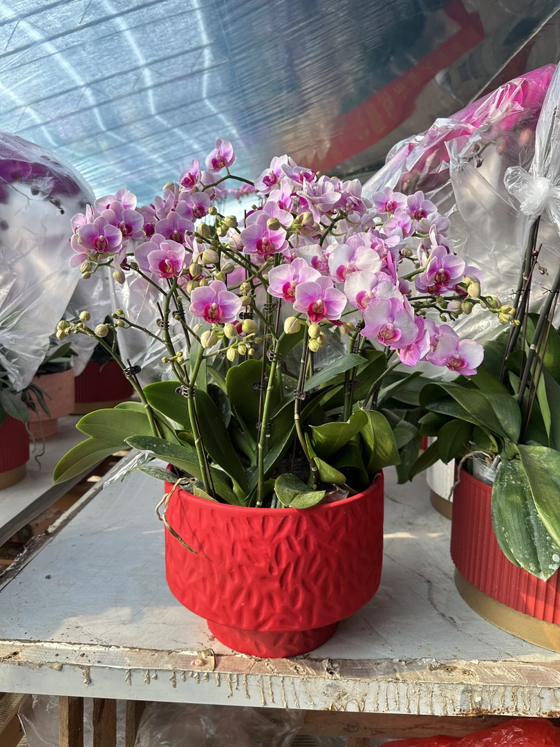 宝贝蝴蝶兰盆栽盆景带花剑四季开花