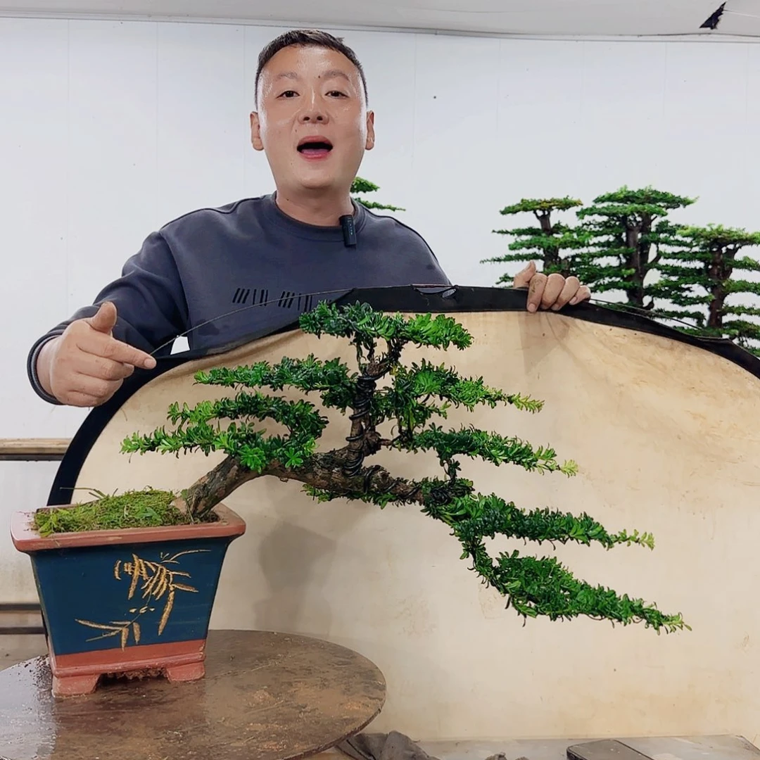 无花朵盆景园林……