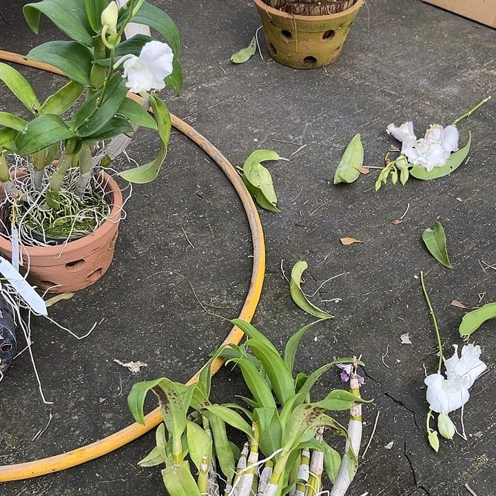 当前无花朵，栽培后可花朵白嘴猫501