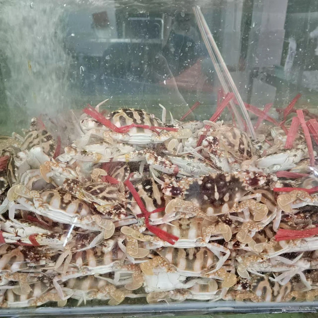 3斤装 本港红猴  红猴 3-4个一斤
