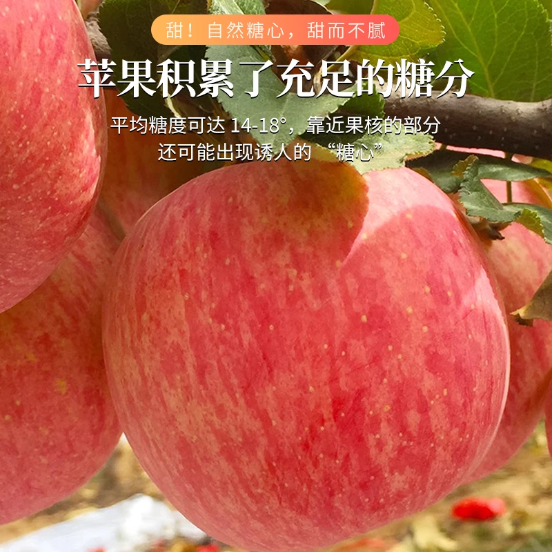 【专属链接】烟台红富士现摘现发应季新鲜苹果