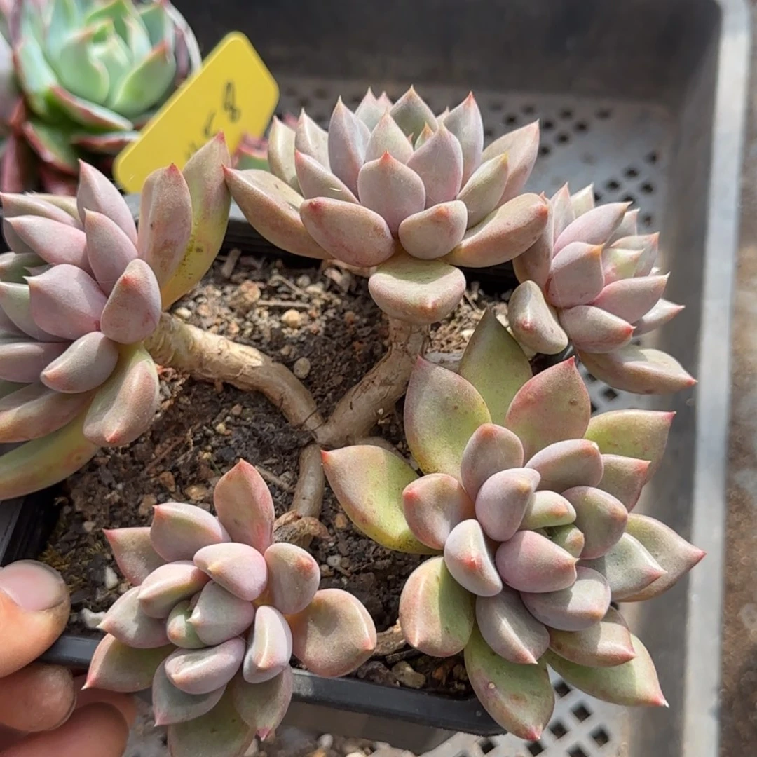 红象牙惊鸿一物一拍包装收缩花旱