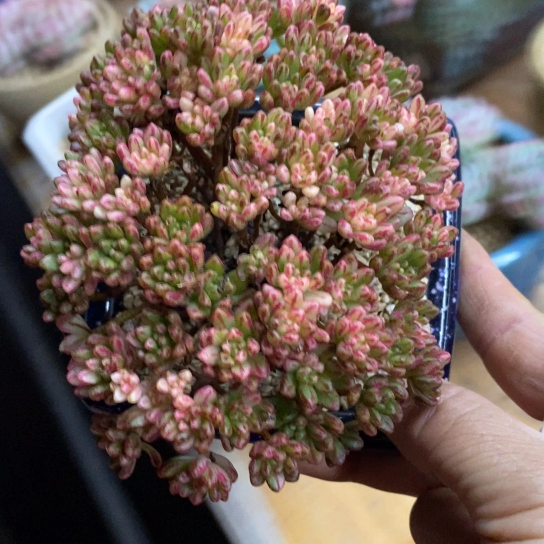 精品多肉一物拍不包整122