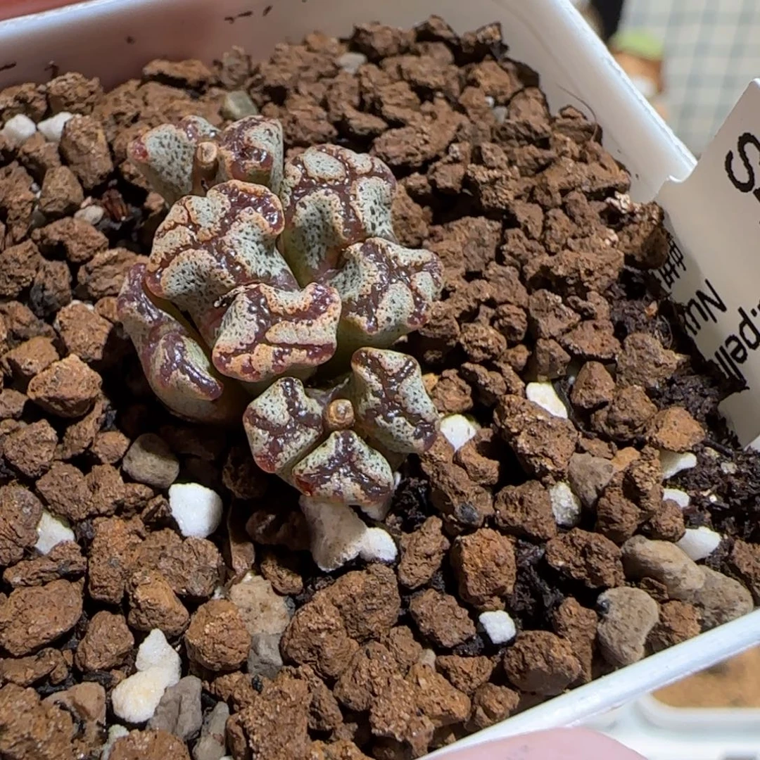 肉锥多肉植物组合-蝴蝶有疤1213