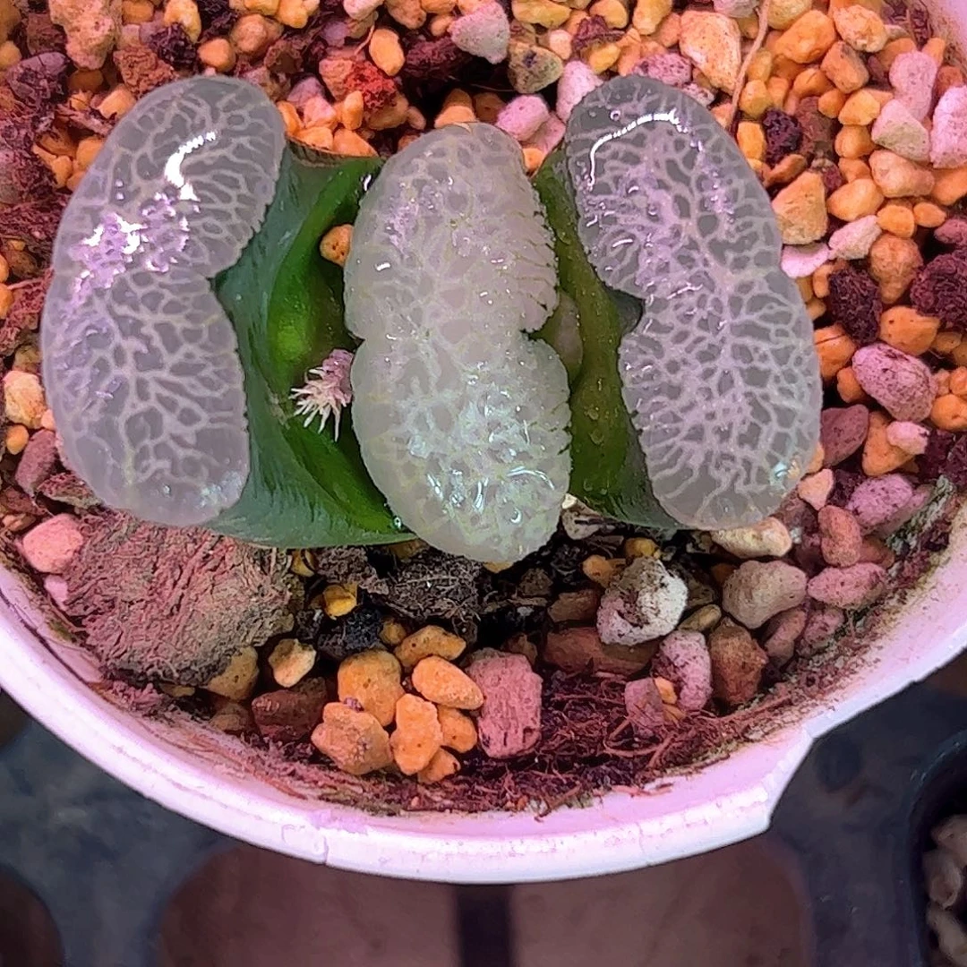 终极蓝玉扇十二卷多肉植物