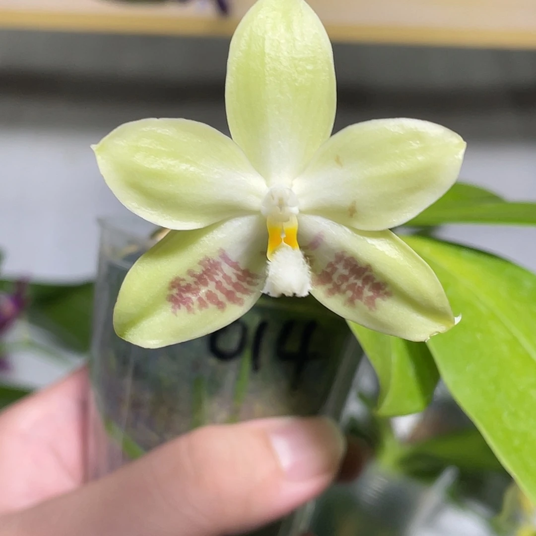 完全开放盾交贝 开花株 49号