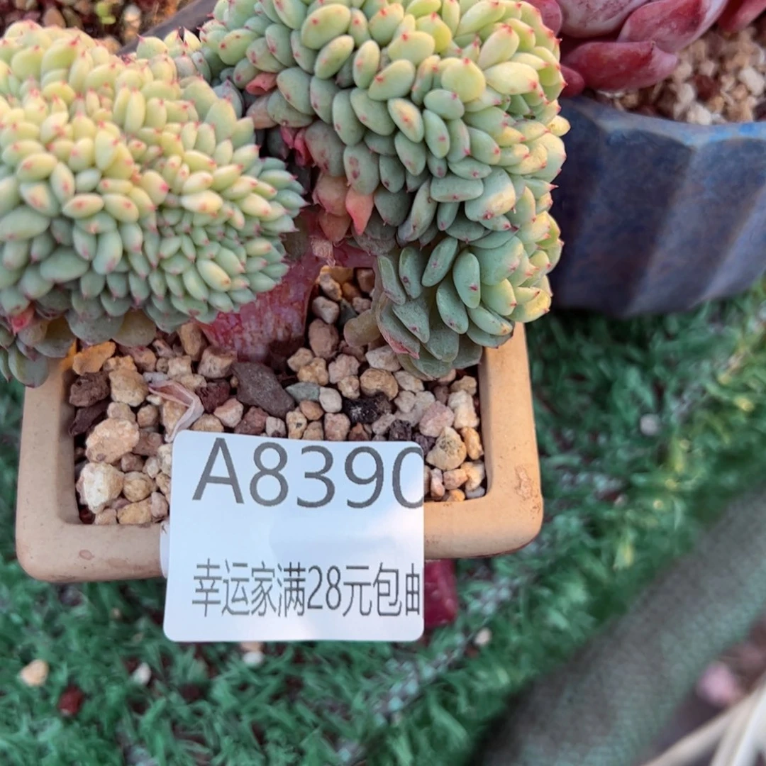 幸运的是我的朋友