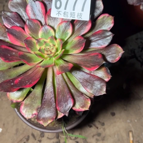 梦***实烟花多肉植物法师6777