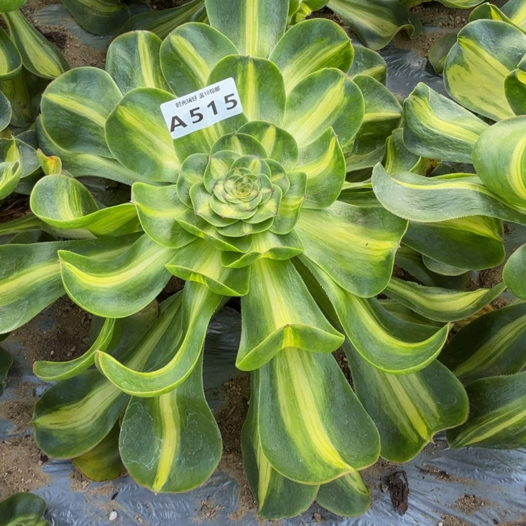 515暴君。多肉植物