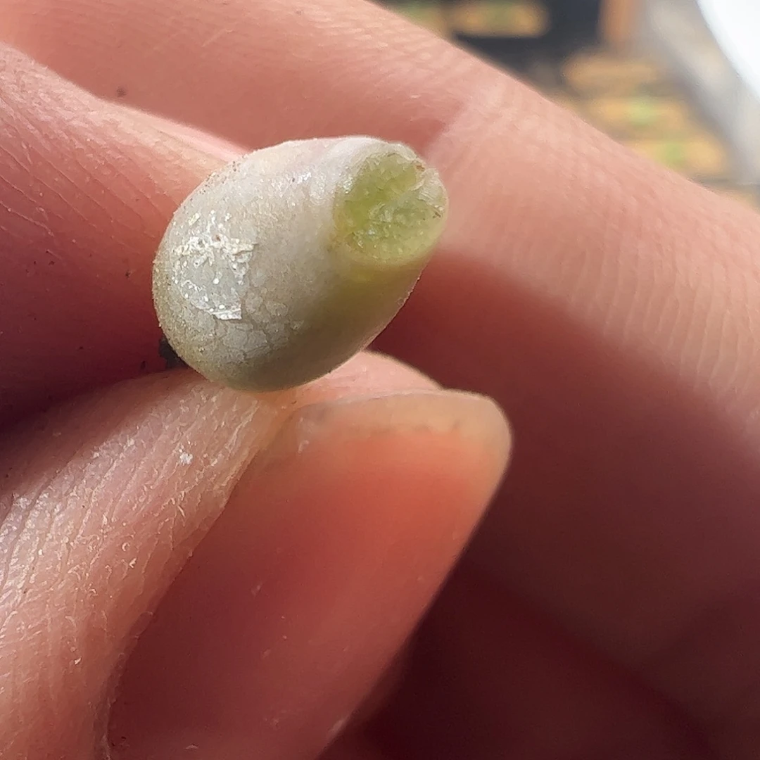 一物一拍脱土发。     74