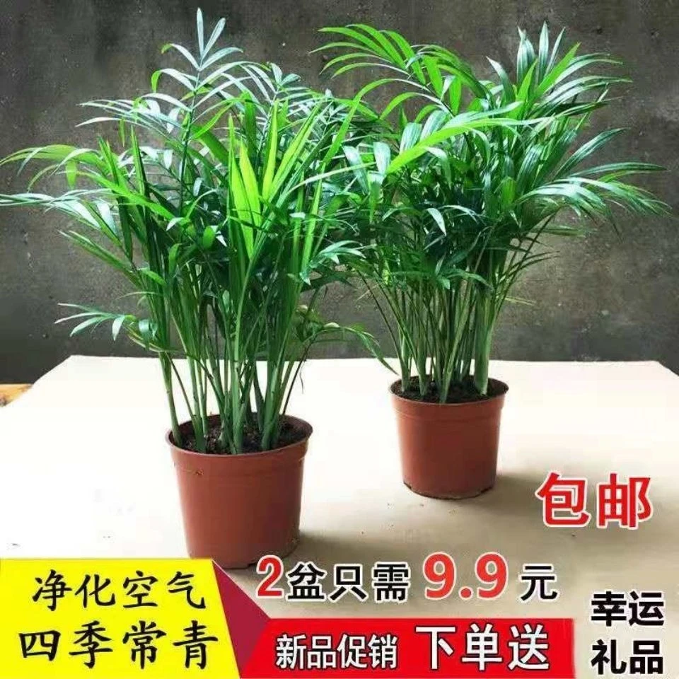 袖珍椰子植物散尾葵夏威夷室内盆栽不落叶花植物观赏凤尾竹绿植盆