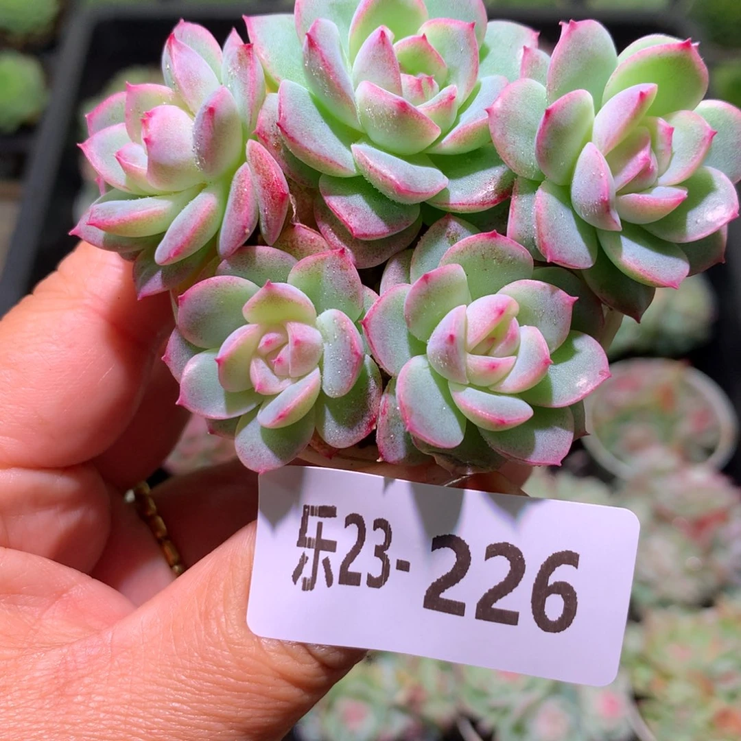 乐然23-226 新品群